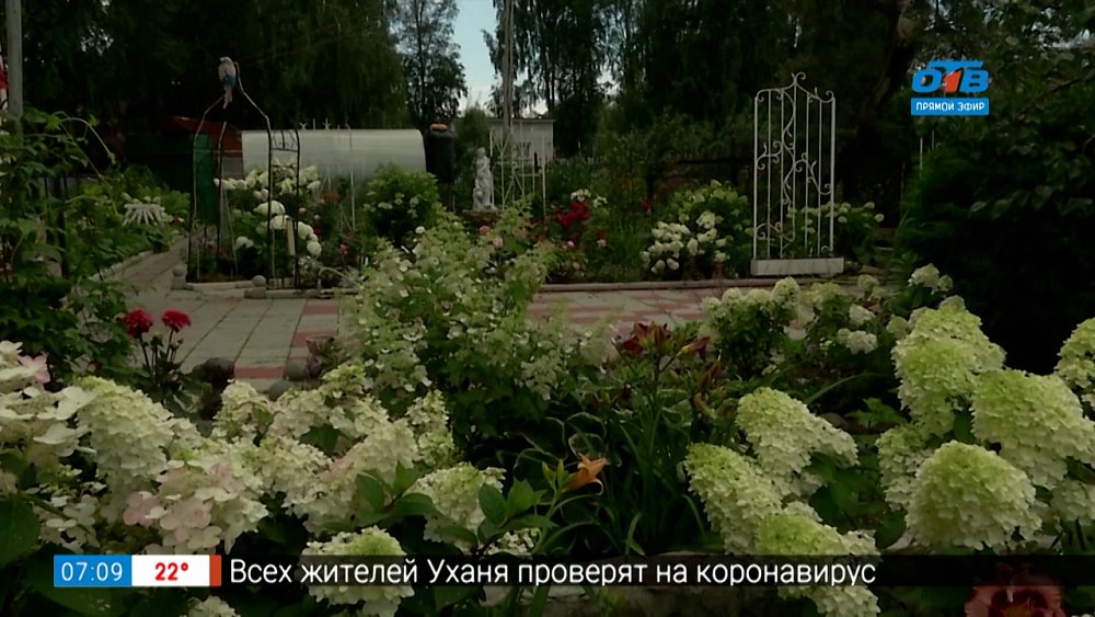 Как вырастить гортензии в рубрике «Садовые истории»