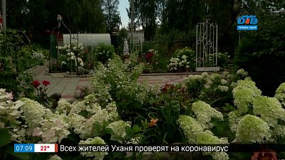 Как вырастить гортензии в рубрике «Садовые истории»