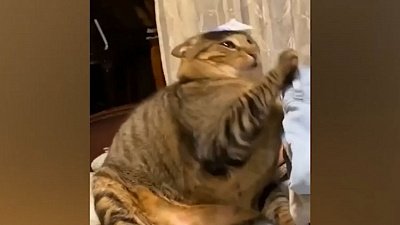 Мех и смех: паучок-рэпер, сломавшийся котейка и жидкий кот