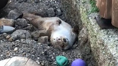 Выдра Маня из Челябинского зоопарка пытается проснуться
