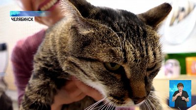 Хозяева Грея приютили бездомного кота