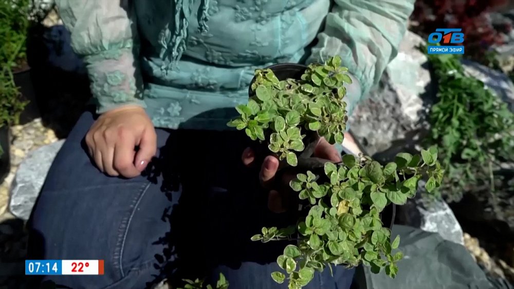 Пряные травы — ароматное украшение сада в рубрике «Руки садовода»