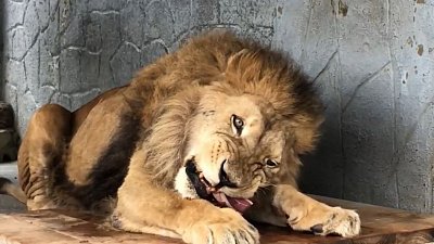 В Челябинском зоопарке празднуют Международный день льва