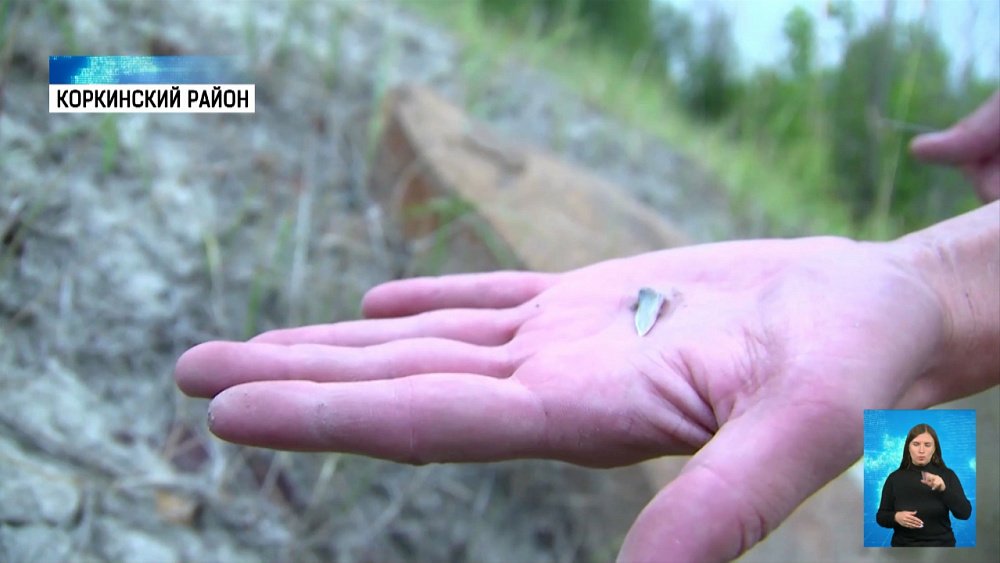 Геологи обнаружили зубы древних акул