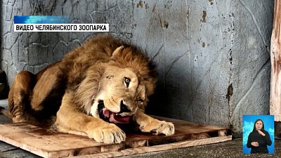 В челябинском зоопарке живёт лев-долгожитель