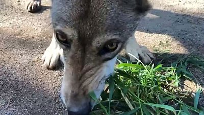 Чавкающие волк и рысь попали на видео в Челябинском зоопарке