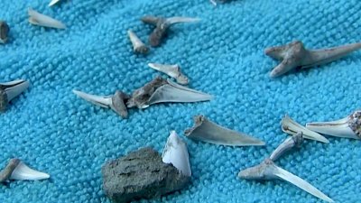 Зубы доисторической акулы сняли на видео в Челябинской области 