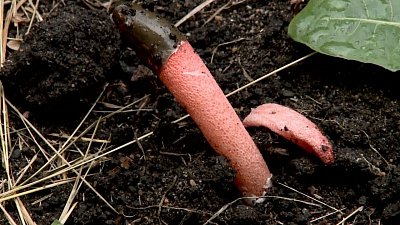 В Миассе обнаружили необычный краснокнижный гриб