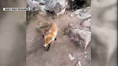 Неожиданная встреча произошла у туристов, следовавших по маршруту Тургояк – Таганай