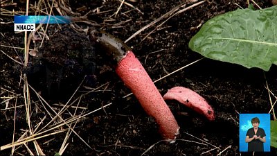 В Миассе нашли редкий гриб