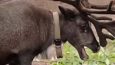 В Челябинском зоопарке рассказали про северных оленей