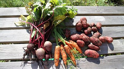 В Челябинске пройдет сельскохозяйственная выставка «Агро-2021»