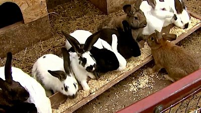 В Челябинской области развивают фермерский туризм