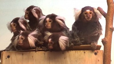 Обеспокоенных обезьянок засняли в Челябинском зоопарке