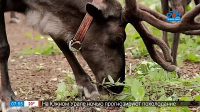 Как живут северные олени в рубрике «Живой репортаж»