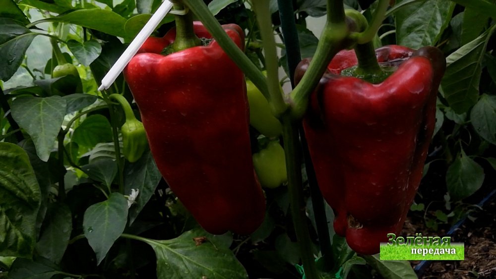 Зеленая передача 12.08.2021