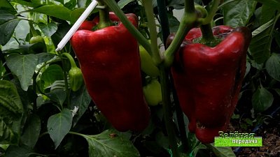 Зеленая передача 12.08.2021