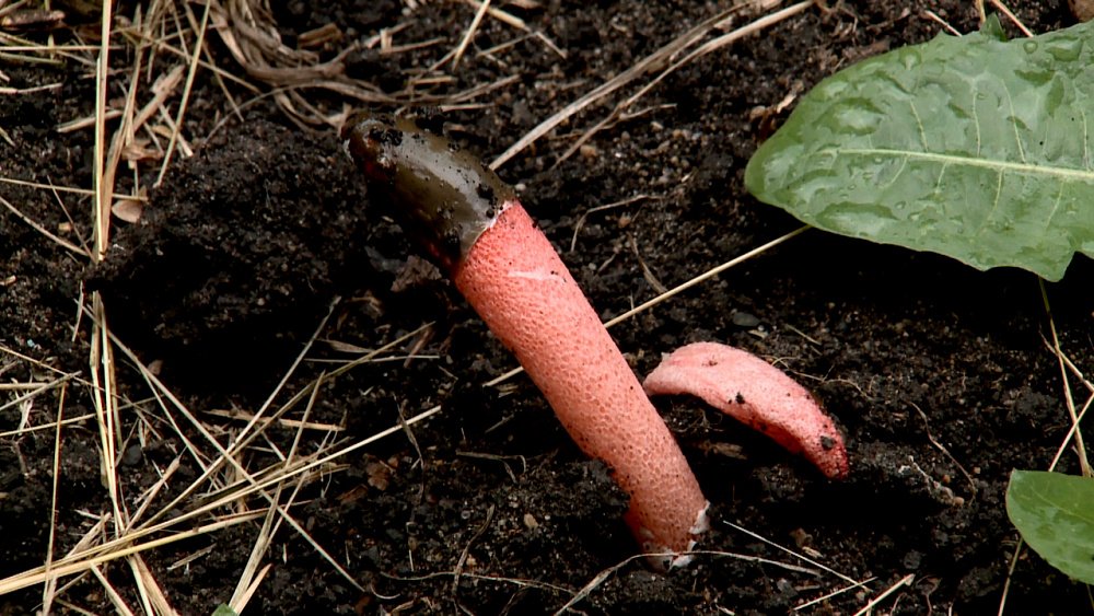 Миассцы обнаружили редкие грибы причудливой формы под окнами жилого дома