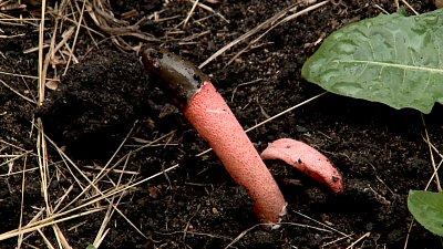 Миассцы обнаружили редкие грибы причудливой формы под окнами жилого дома