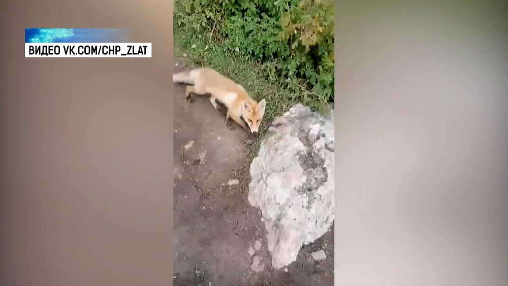 Туристы на Таганае встретили лисенка