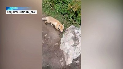 Туристы на Таганае встретили лисенка