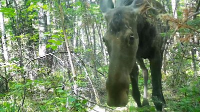 Уникальное видео лосей из нацпарка Таганай