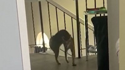 Мех и смех: задорные коты, пес-певец и нападающий котик