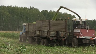 Миасские аграрии заготавливают сочные корма