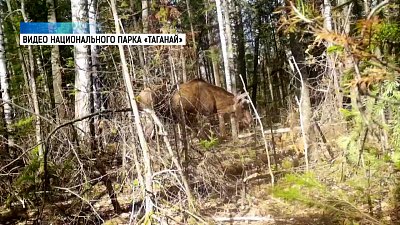 Лоси попались в фотоловушки