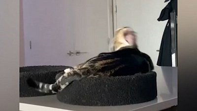 Мех и смех: неадекватный кот, злостное нападение и милый свист