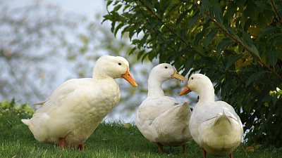 В Челябинской области возобновила работу утиная ферма