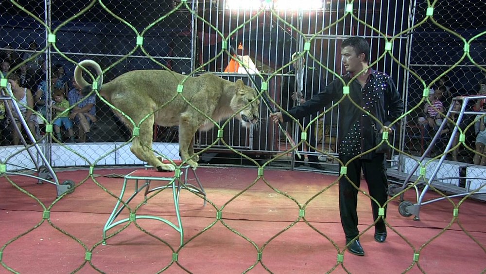 В Миасс с гастролями приехал цирк шапито