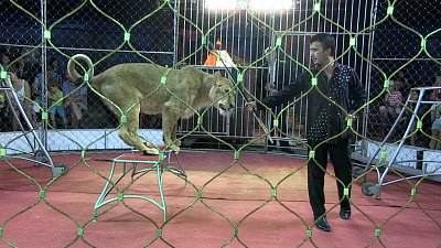 В Миасс с гастролями приехал цирк шапито