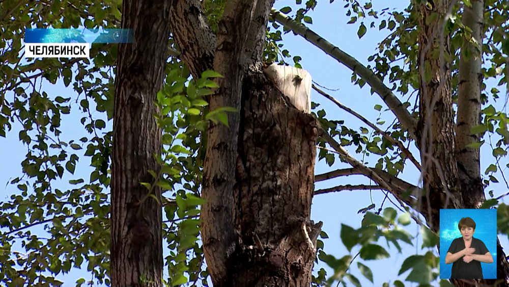 В Челябинске появится новый сквер