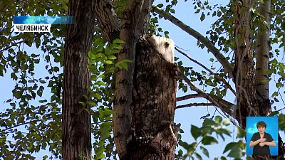 В Челябинске появится новый сквер В Челябинске появится новый сквер