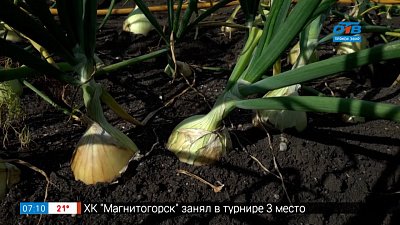 Советы по выращиванию лука и чеснока в рубрике «Руки садовода»