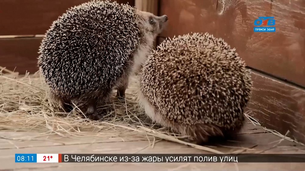 Как живут ежи в челябинском зоопарке в рубрике «Живой репортаж»