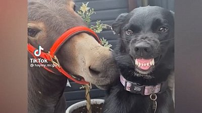Мех и смех: танцующий пес, дружелюбный осел и заводная выдра