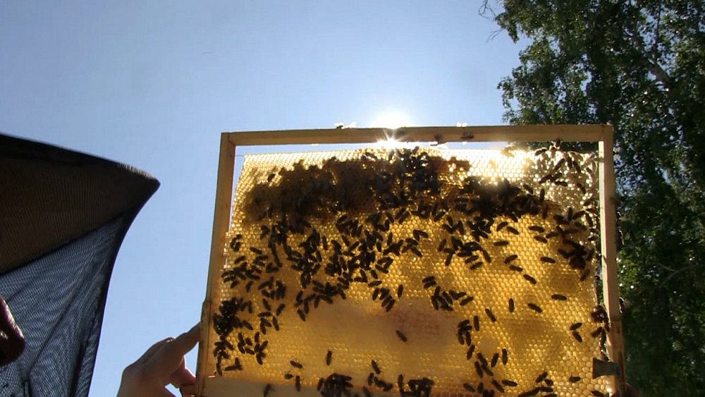 Сбор урожая на пасеках в самом разгаре