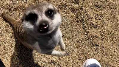 Сурикаты попали на видео во время охоты на насекомых