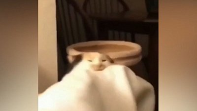 Мех и смех: дерзкая попытка побега, требование еды и недоумение