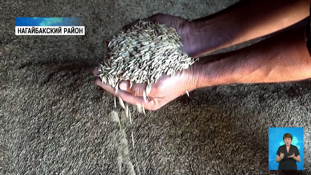 Фермеры приступили к уборке зерновых