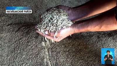 Фермеры приступили к уборке зерновых