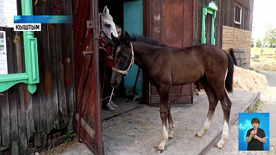 В клубе юных коневодов родился жеребенок