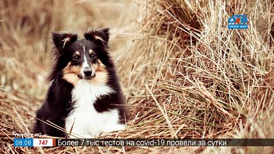 Фразеологизм «собака на сене» в рубрике «Добавь обороты»