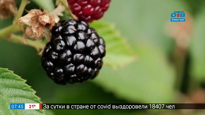 Ежевика — ягода будущего в южноуральских садах в рубрике «Руки садовода»