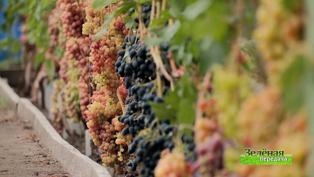 Зеленая передача 19.08.2021