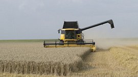 Челябинская область из-за засухи потеряла 17% запланированного урожая зерна Челябинская область из-за засухи потеряла 17% запланированного урожая зерна