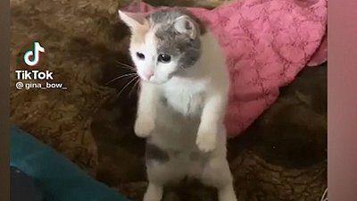 Мех и смех: кошачий спецвыпуск