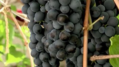 В Миассе садовод-любитель вырастил на участке виноград